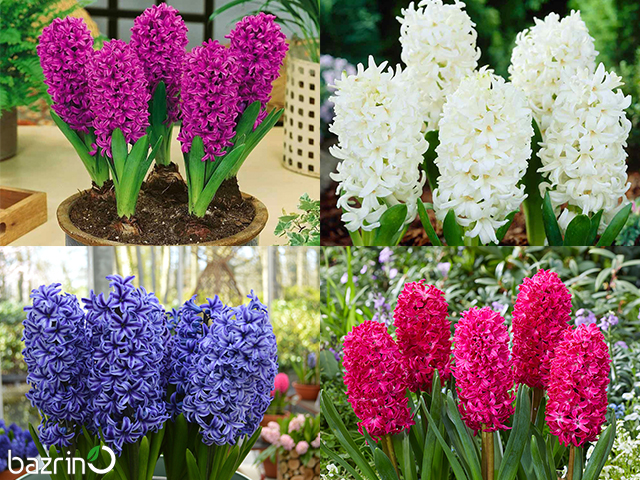 پیاز سنبل هلندی رنگ میکس (۴ عدد)