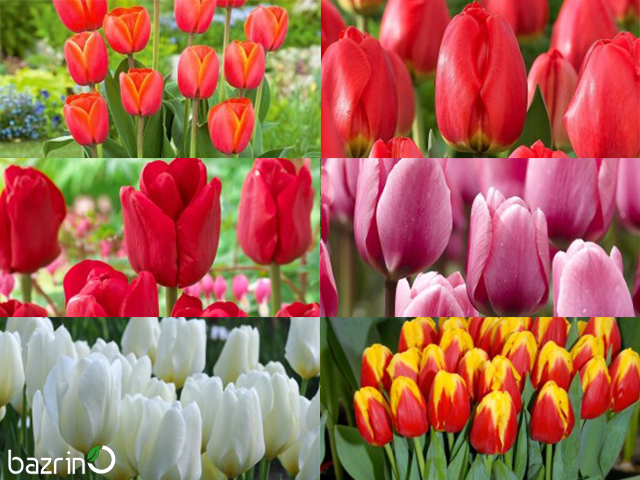 پیاز لاله هلندی میکس (10 عددی)