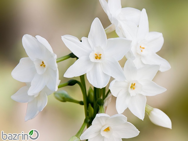 پیاز گل نرگس کریسمس(10 عددی)