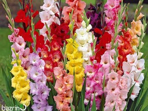 پیاز گل گلایول هلندی میکس