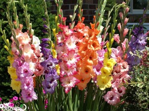 پیاز گل گلایول هلندی میکس