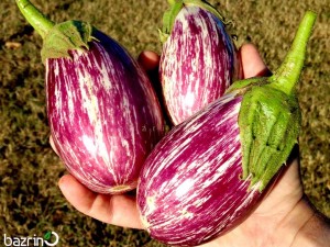 بذر بادمجان بنفش ببری دلمه ای