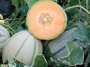 بذر طالبی سمسوری زودرس