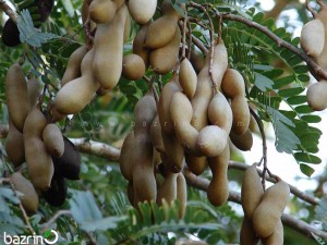 بذر تمر هندی(شیرین)