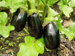 بذر بادمجان مشکی دلمه ای