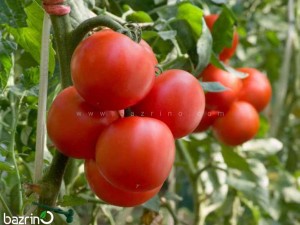 بذر گوجه فرنگی درختی F1