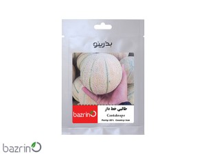 بذر طالبی خط دار