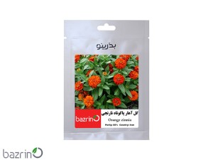 بذر گل آهار پاکوتاه نارنجی