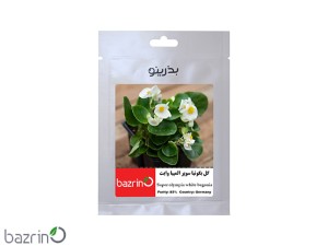 بذر گل بگونیا سوپر المپیا وایت