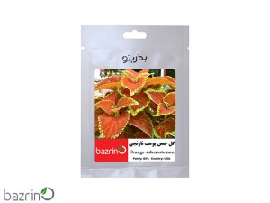بذر گل حسن یوسف نارنجی