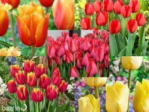 پیاز لاله هلندی میکس (10عددی)