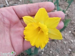 پیاز نرگس ژونکی