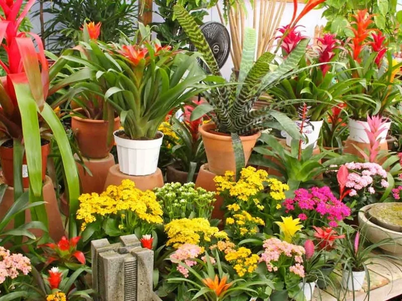 راهنمای گام‌به‌گام انتخاب بهترین کود برای گیاهان آپارتمانی