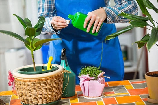 نکات مهم در آبیاری و تغذیه گیاهان آپارتمانی