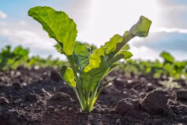 راهنمای کاشت و تغذیه چغندرقند