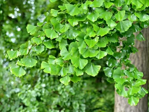 جامع ترین راهنمای کاشت،نگهداری و کاربرد درخت ژینکو