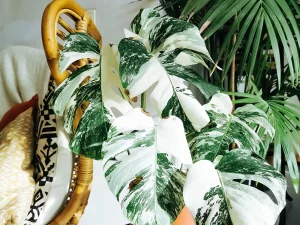 اصول نگهداری و پرورش گیاهان ابلق