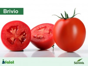 بذر گوجه فرنگی هیبرید بریویو سمینیس