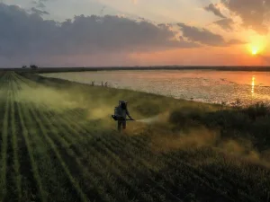 چه زمانی سمپاشی بیشتر نتیجه معکوس دارد؟