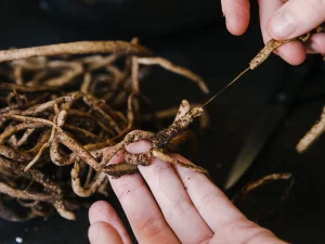 پوسیدگی ریشه گیاهان آپارتمانی و جلوگیری از آن