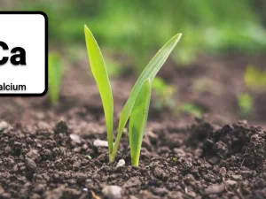 اهمیت و نقش کلسیم در گیاهان و درختان میوه