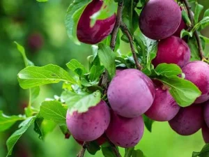 کود فروت ست چیست و چه اهمیتی دارد؟
