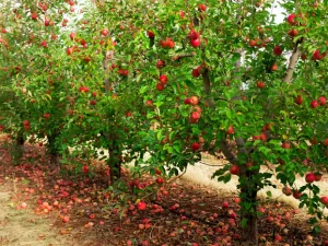 اقدامات مهم برای باغات میوه در ابتدای بهار