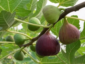دلایل ترش شدن میوه انجیر