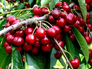 کودهای موثر در باردهی درختان میوه