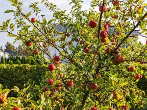 راهنمای کوددهی به درختان میوه در خرداد و تیرماه