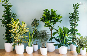 شرایط رشد و نگهداری گیاهان آپارتمانی