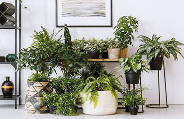 آبیاری گیاهان آپارتمانی در هنگام مسافرت