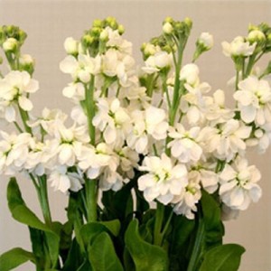 بذر گل شب بو تک رنگ گلبرگ پامچال