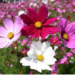 بذر گل ستاره ای الوان گلبرگ پامچال