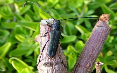 مبارزه با سوسک سرشاخه خوار رزاسه