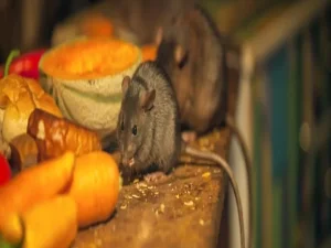 مروری بر بهترین سم‌ها برای کنترل موش‌های خانگی: رویکردهای موثر و ایمن
