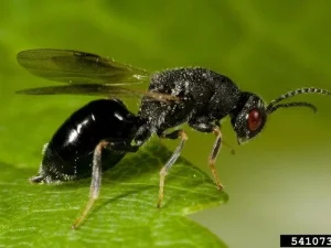 شناسایی و مبارزه با زنبور مغزخوار بادام