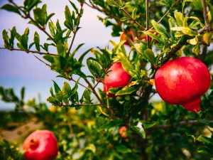 مهمترین نکات تغذیه و کوددهی درخت انار