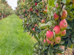 10 کود مناسب برای درختان میوه