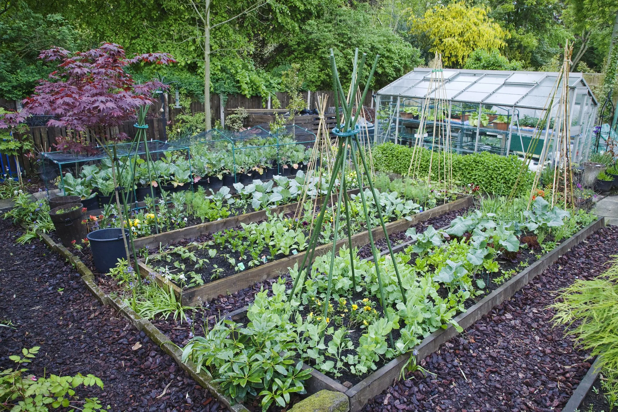 کاشت سبزی خوردن در باغچه