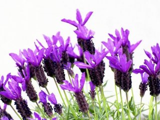خواص گیاهی اسطوخودوس از دیدگاه طب سنتی
