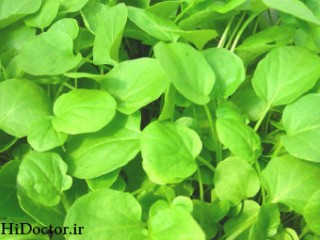 خواص سبزی شاهی ( تره تيزك)