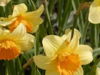 آموزش نحوه کاشت و پرورش گل نرگس با عطری دلپذیر
