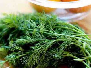 خواص سبزی شوید گیاهی معطر