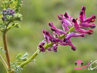 خواص عرق شاتره برای سلامتی