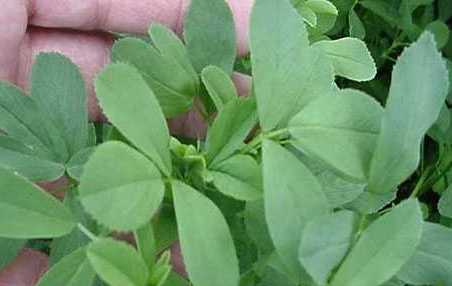 30 مورد از خواص عرق یونجه