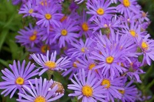 خواص باور نکردنی گل مینا (مطلب)