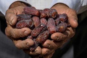 آشنایی با خواص ویژه «خرما» (مطلب)