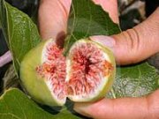 مصرف انجیر از نگاه طب سنتی