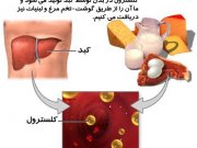تدابیر رفع کلسترول از نگاه طب سنتی